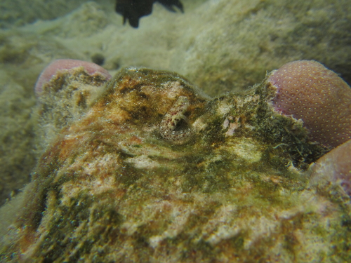 Glyptoparus delicatulus