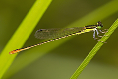 Agriocnemis pygmaea