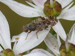 Tephritis vespertina