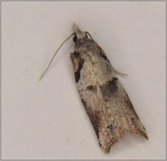 Harmologa amplexana