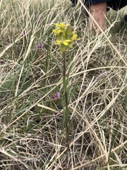 Erysimum inconspicuum