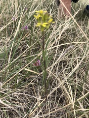 Erysimum inconspicuum