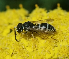 Stenodynerus blandus
