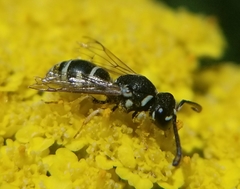 Stenodynerus blandus