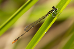 Agriocnemis pygmaea