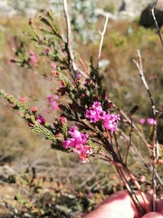 Erica daphniflora