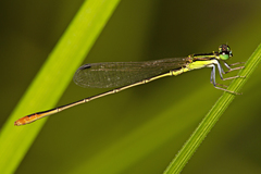 Agriocnemis pygmaea