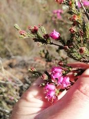 Erica daphniflora