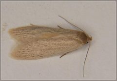 Scieropepla typhicola