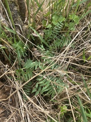 Polemonium acutiflorum