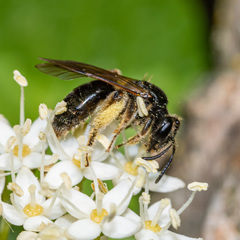 Andrena integra