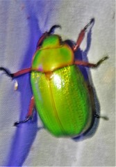 Chrysina spectabilis
