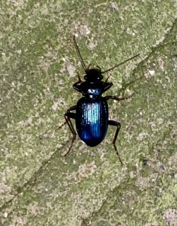 Leistus spinibarbis from Eglingham Way, Morpeth, England, GB on May 27