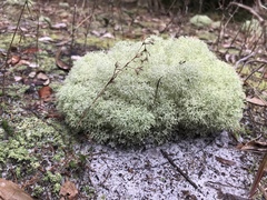 Cladonia evansii