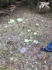Cladonia evansii