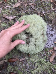 Cladonia evansii
