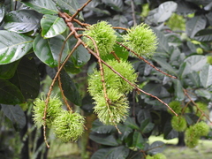 Nephelium