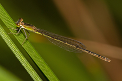 Agriocnemis pygmaea