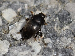 Brachypterolus