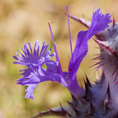 Salvia carduacea