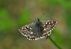Pyrgus malvae