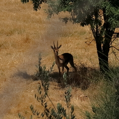Gazella gazella