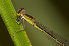 Agriocnemis pygmaea