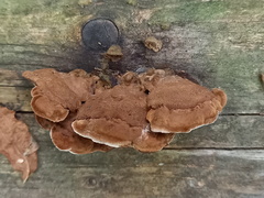 Gloeophyllum abietinum