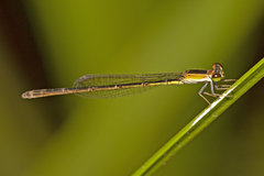 Agriocnemis pygmaea
