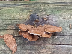 Gloeophyllum abietinum