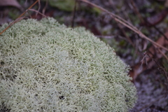 Cladonia evansii