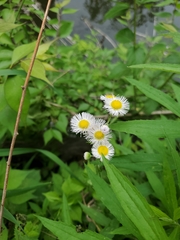 Erigeron