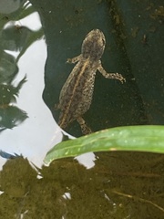 Pleurodelinae