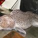 Spotted Wolffish - Photo (c) Gonzalo Mucientes Sandoval, some rights reserved (CC BY-NC-SA), uploaded by Gonzalo Mucientes Sandoval