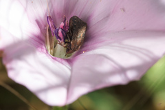 Psacasta tuberculata