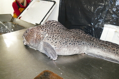 Spotted Catfish photo 3