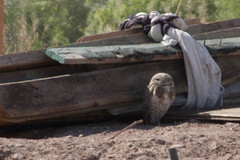 Athene cunicularia