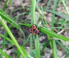 Pyrrhocoris apterus