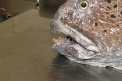 Spotted Catfish photo 2