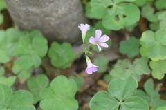 Ionoxalis