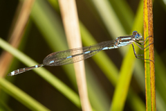 Austrolestes leda