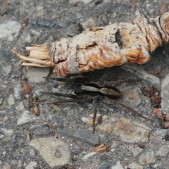 Alopecosa aculeata