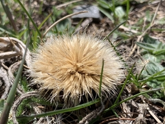Carlina acaulis