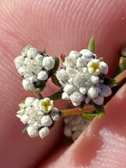 Phylica parviflora