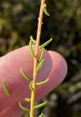 Phylica parviflora