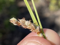 Carex triquetra