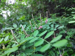 Indigofera bungeana