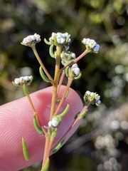 Phylica parviflora