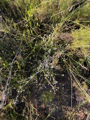 Phylica parviflora