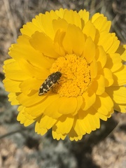 Acmaeodera bowditchi